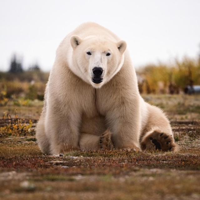 Bears Den Guest House Churchill Esterno foto